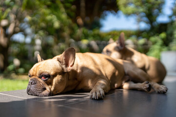 french bulldog puppy