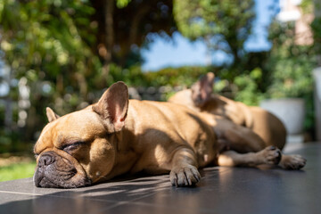 Lying French bulldog lying at garden.