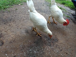 white domestic geese