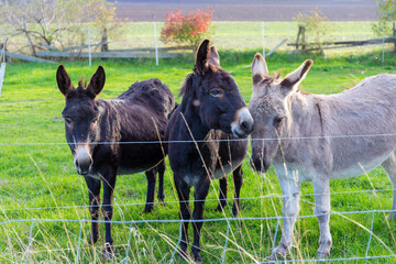Grey and black donkey in a small pasture