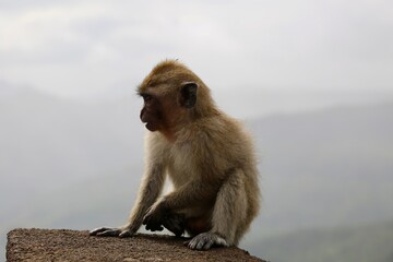 Monkey Bali