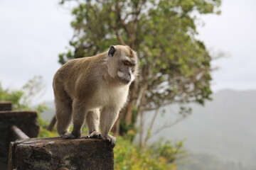 Naklejka na ściany i meble Monkeys Mauritius