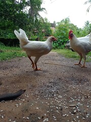 chickens