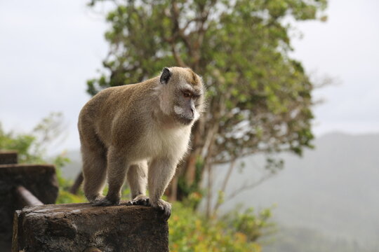 Monkeys Mauritius