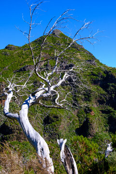 Albero morto sul Pico Ruvio, Isola di Madeira, Portogallo, Europa