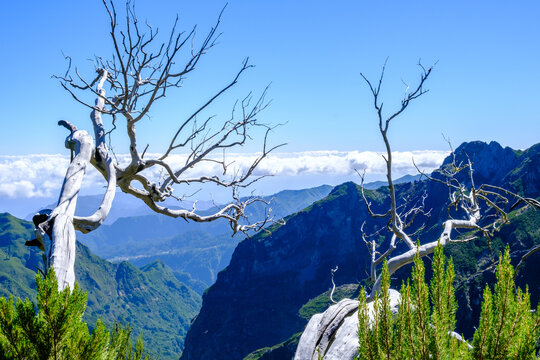 Alberi secchi sul Pico Ruvio, Isola di Madeira, Portogallo