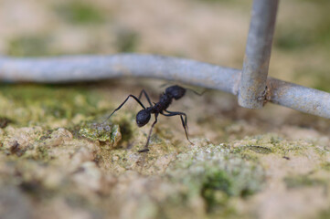 black ant on a branch
