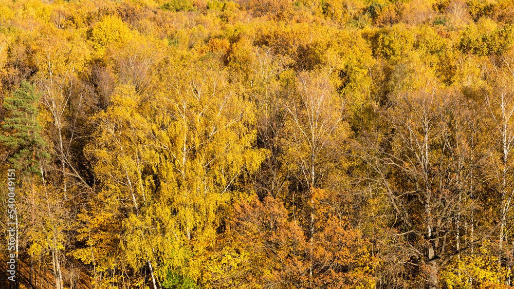 Canvas Prints above view of yellow trees in autumn forest on sunny day