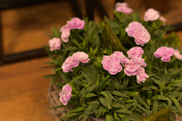 Pink flowers in a flower shop