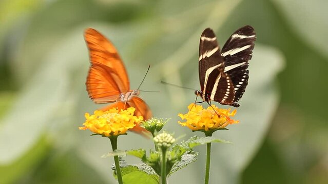 Close shot of several Butterfly flying between flowers