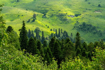 Landscape with green grass, forest and hills in sunlight 