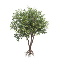 deciduous tree, isolate on a transparent background, 3d illustration