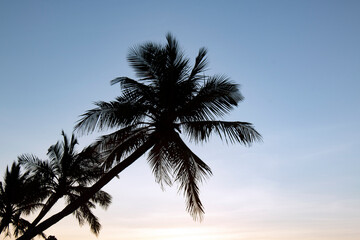 Palm trees at sunset,. A tropical island in the ocean.