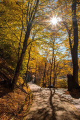 Alley from the Sovata resort - Romania in autumn