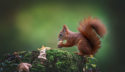 Squirrel sits on an autumn tree stump and eats a nut.