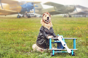 Dog in a pilot outfit sitting against various airplanes