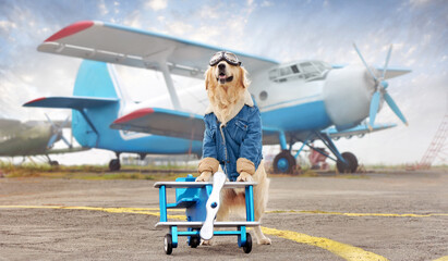 Golden retriever standing on the wooden plane toy against blue airplane