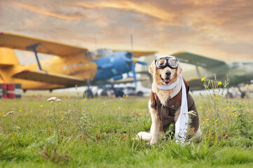 Golden retriever wearing aviator goggles and a leather jacket ©  Tatyana Kalmatsuy