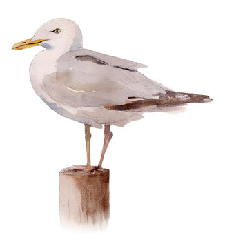 Seagull standing on wooden post, watercolor isolated on white or transparent background	