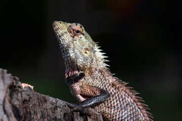 The amazing world of reptiles . Female agama basks in the sun