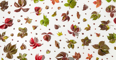 Colorful autumnal leaves in hard light on white background. Natural seasonal flat lay pattern