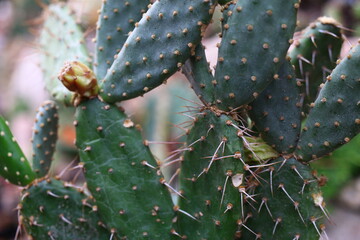 opuncja opuntia quitensis kaktus