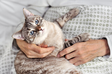 Close-up portrait of blue-eyed cat in hands of cenior man