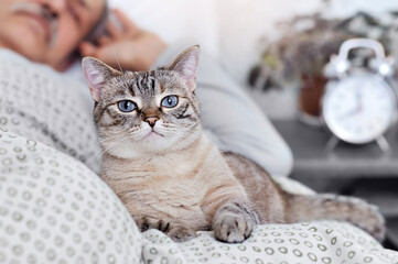 Naklejka premium Pretty cat laying in the bed