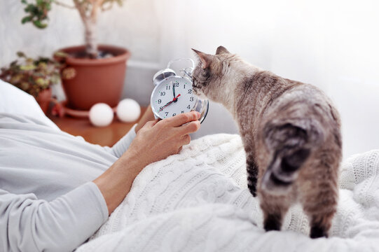 Grey Cat Looking At The Alarm Clock In Senior Man S Hands