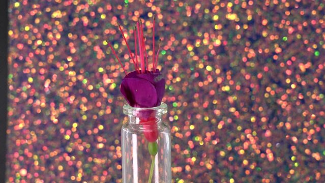 fuchsia flowers in glass bottles