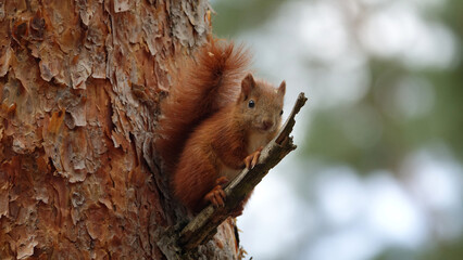 Eichhörnchen © Gabi Schär