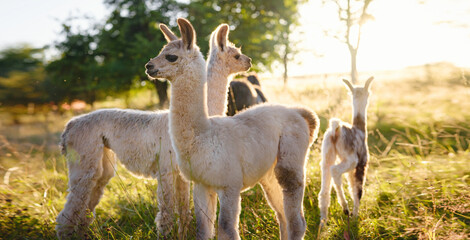 Beautiful sunrise Europe farm scene