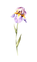 The image of the iris. Watercolor illustration - 540056744