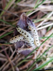 Ermine moth caterpillars fallen on the grassy ground