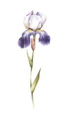 The image of the iris. Watercolor illustration