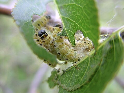 Moth caterpillars (Yponomeuta mahalebella) devouring the leaves of a St. Lucia cherry tree	