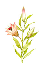 The image of a lilies. Hand draw watercolor illustration - 540056901