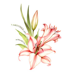 The image of a lilies. Hand draw watercolor illustration - 540056966