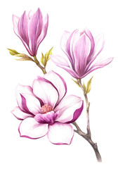 Image of blooming magnolia branch. Watercolor illustration. - 540057138