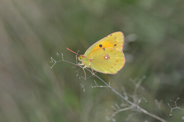 Fototapeta premium Clouded yellow butterfly (Colias crocea).