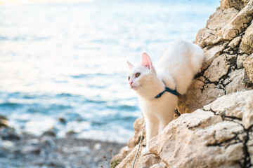 a beautiful completely white young cat in a harness walks, sits on a rocky beach with the sea in the background