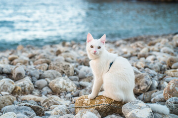 Naklejka na ściany i meble a beautiful completely white young cat in a harness walks, sits on a rocky beach with the sea in the background
