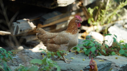 The domestic chicken view in the yard in China