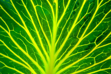 Green leaf of cabbage close-up. Illuminated leaf veins