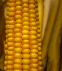 Ripe yellow ears of corn.