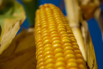 Ripe yellow ears of corn.