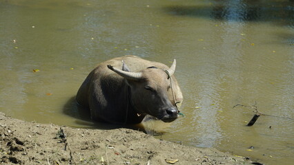 One Chinese water resting in the river with the warm sunlight on it