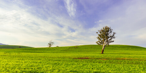 Landscape near Derby in Tasmania Australia