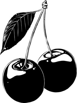 PNG organic engraved style illustration for posters, decoration, label, packaging and print. Hand drawn sketch of cherry in monochrome. Detailed vegetarian food drawing.	
