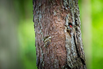 Dendrocopos major. Wild nature of the Czech Republic. Evening photography. Free nature. Beautiful picture. Photos of nature. A stunning male Great spotted Woodpecker, Dendrocopos major, perching on th